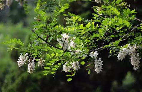 門前種什麼花最好|【門前種什麼花最好】門前種啥花最旺你？這5種花招財又避邪，。